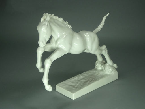 White Foal Horse