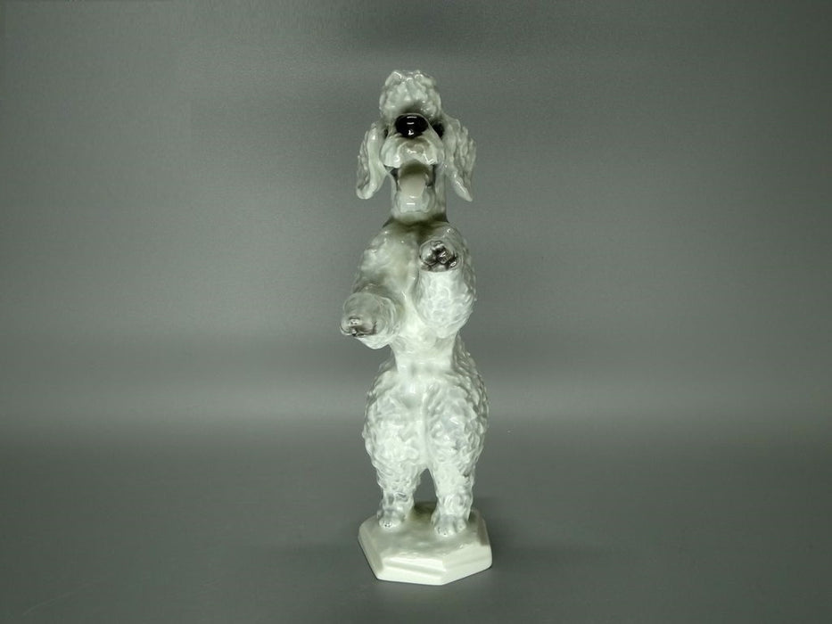 Vintage Cute Poodle Dog Porcelain Figure Original Rosenthal Art Sculpture Decor #Ru356