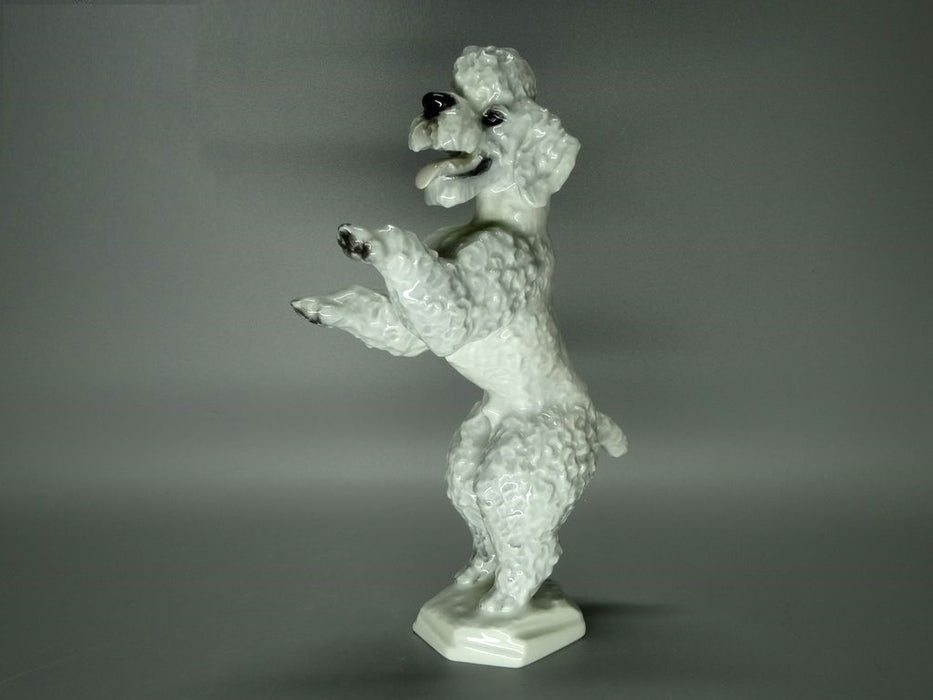 Vintage Cute Poodle Dog Porcelain Figure Original Rosenthal Art Sculpture Decor #Ru356
